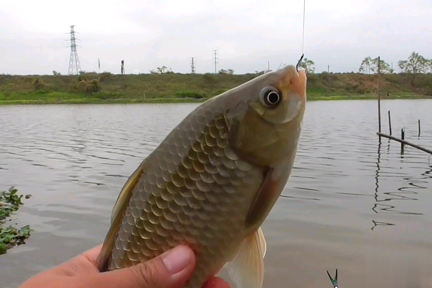 鲫鱼的, https, 惑谁 鲫鱼的, https, 惑谁