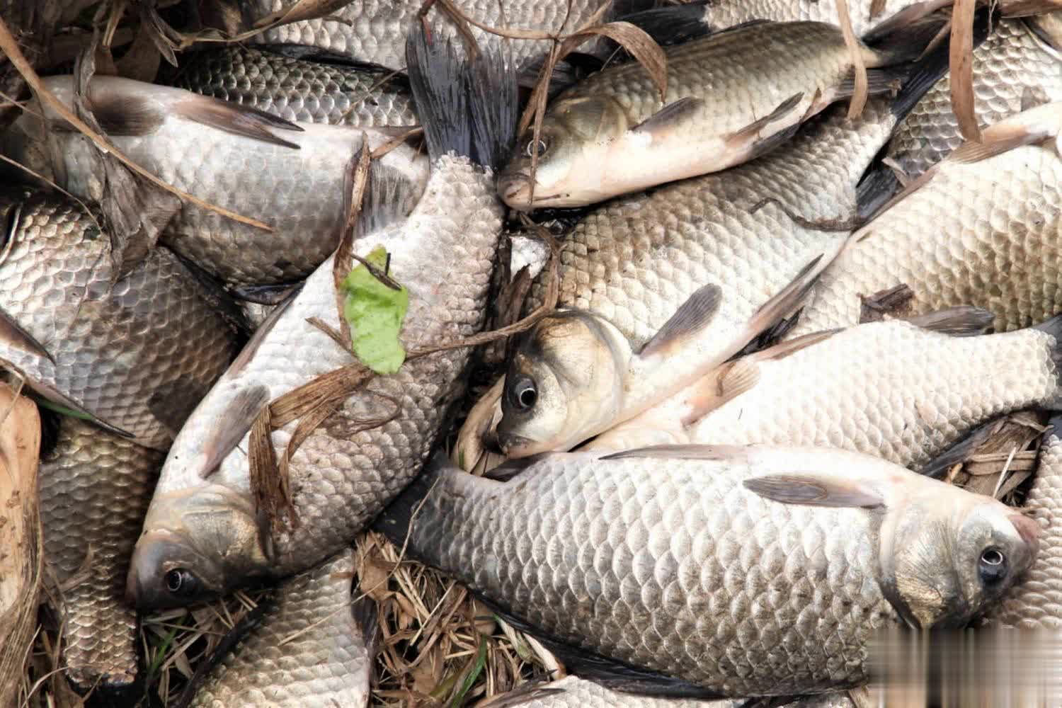 可以在鱼饵 可以在鱼饵